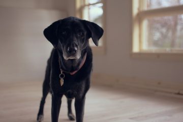 labrador Retriever is de populairste hond van Nederland in 2017