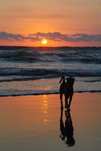 Let extra op je hond in de zomer